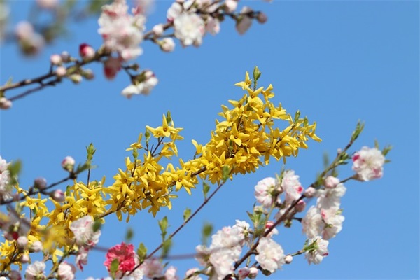 铭记袁隆平(精选3篇)